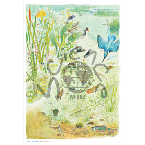 연못의 생물 포스터
