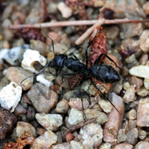 개미(12마리/병) 개미,관찰생물