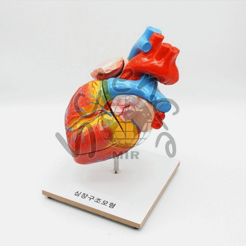 심장구조모형(MIR-10583)