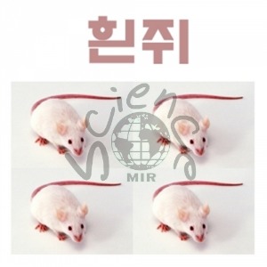 흰쥐 (6cm) 흰쥐,하얀쥐,쥐