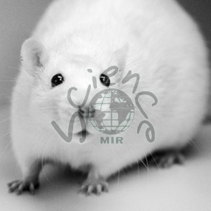 흰쥐 (Rat) 흰쥐,하얀쥐,쥐