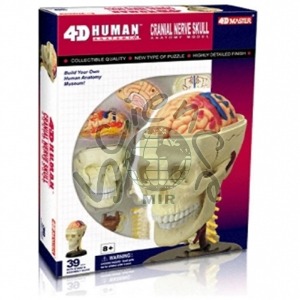 4D 인체두개골 해부모형 퍼즐 인체두개골,해부모형,퍼즐