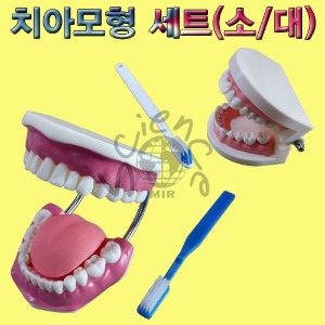 치아모형 세트(소형/대형)