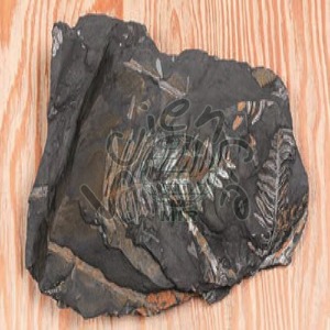 고사리화석(Madullosa,전시용화석)