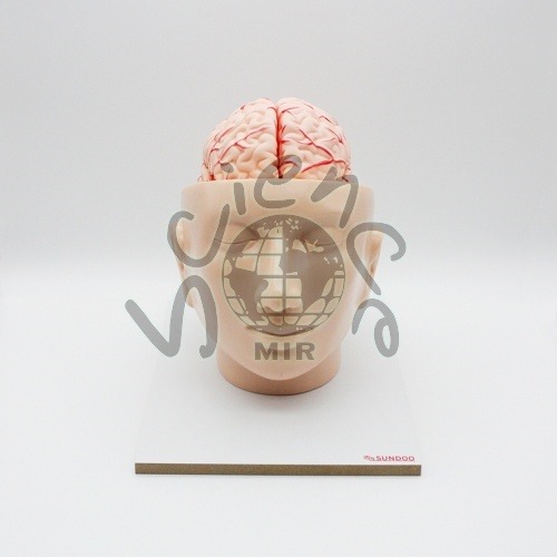 뇌의 구조모형(B형)