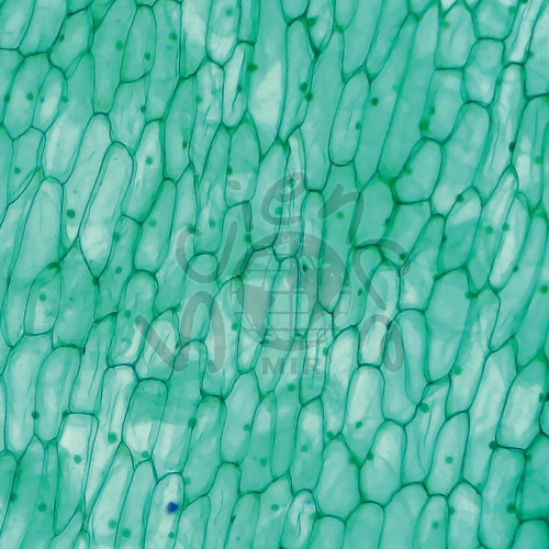 양파껍질세포영구표본