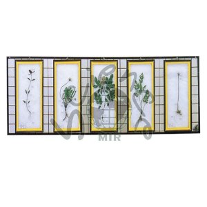 식물표본(벽걸이용 C형)