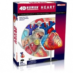 4D 심장 해부모형 퍼즐 심장,해부모형,퍼즐