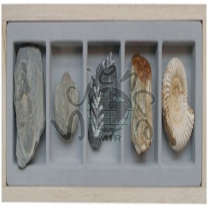 5종화석표본