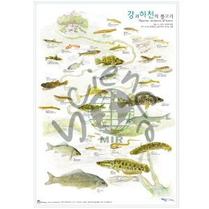 강과 하천의 물고기 포스터