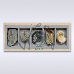 화석표본(5종)(MIR-00339)