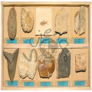 화석표본3 화석,표본