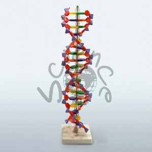 미니 DNA 분자모형키트 (B형)