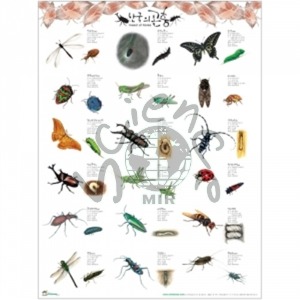 한국의 곤충 포스터 곤충,포스터