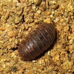 공벌레(콩벌레)(10마리입)(MIR-00306)