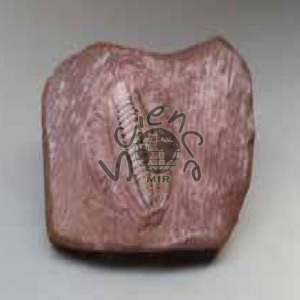 삼엽충화석모형(MIR-078)