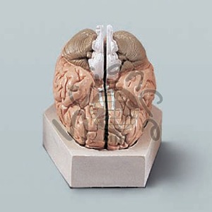 뇌의 구조모형(기본형)A형