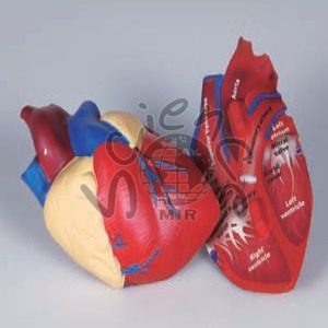 심장 구조모형(단면)