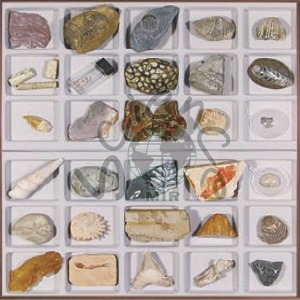 화석표본(30종)