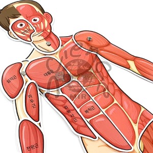 인체의신비-인체근육모형