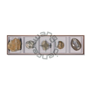 동물화석표본(MIR-00338)