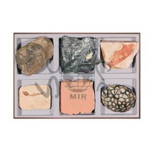 초등화석6종세트(MIR-554)