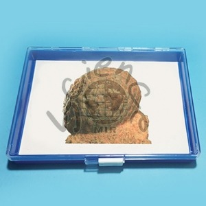 솔방울화석모형(보관케이스포함)