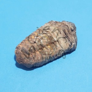 삼엽충화석(실물)(보관케이스포함)