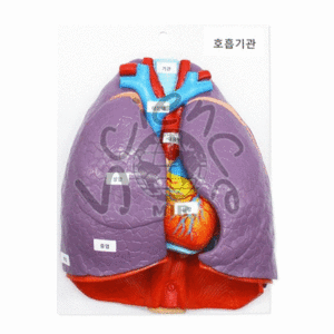호흡기관모형(합성수지제)(MIR-00587)
