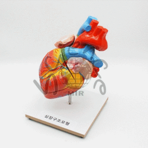심장구조모형