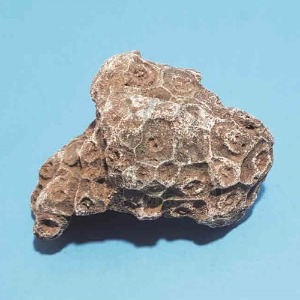 산호화석(실물)(보관케이스포함)
