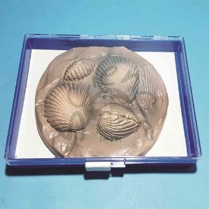 조개화석모형(보관케이스포함)